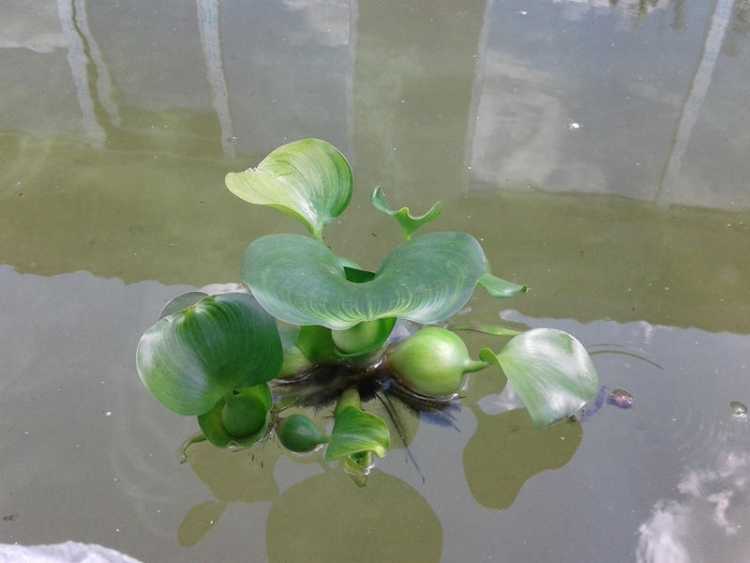 Водный гиацинт фото в аквариуме