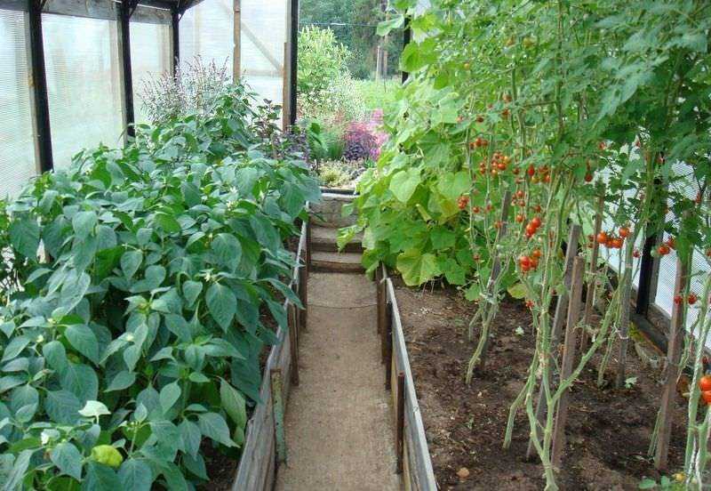 С чем посадить томаты