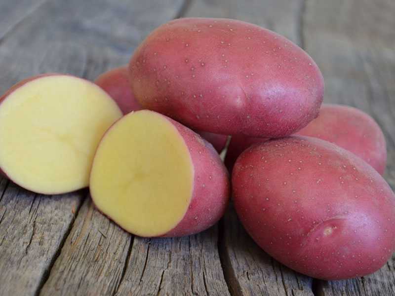 Ранний урожайный картофель ред скарлетт