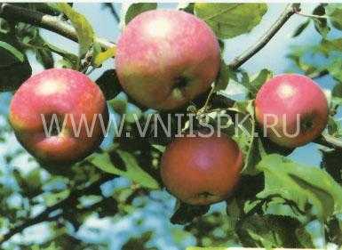 Яблоня июльское черненко: описание сорта и фото, особенности и характеристики