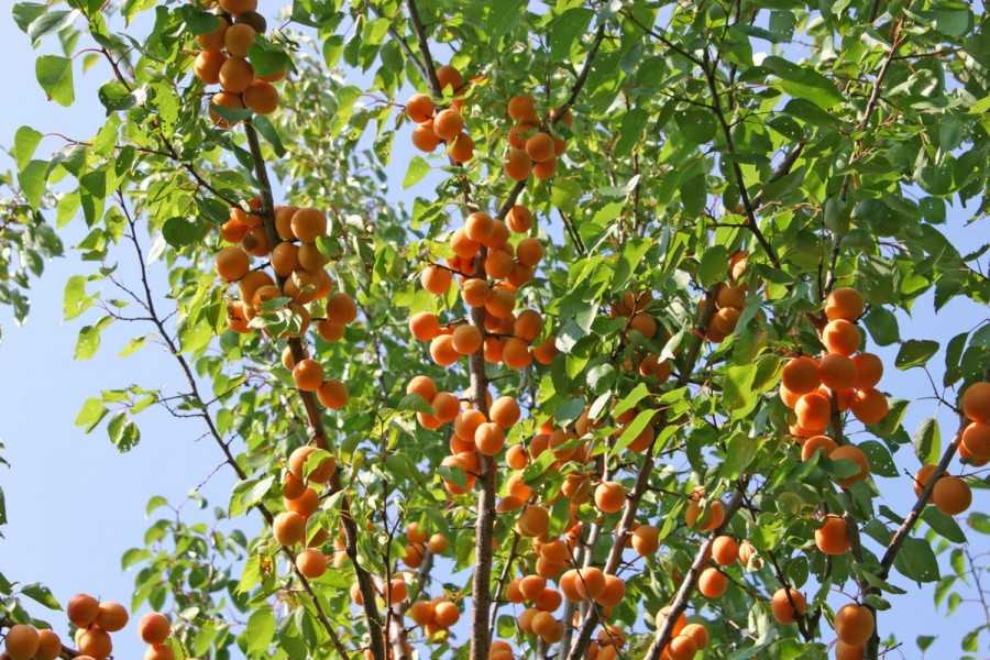 Характеристика и правила выращивания абрикоса сын краснощёкого