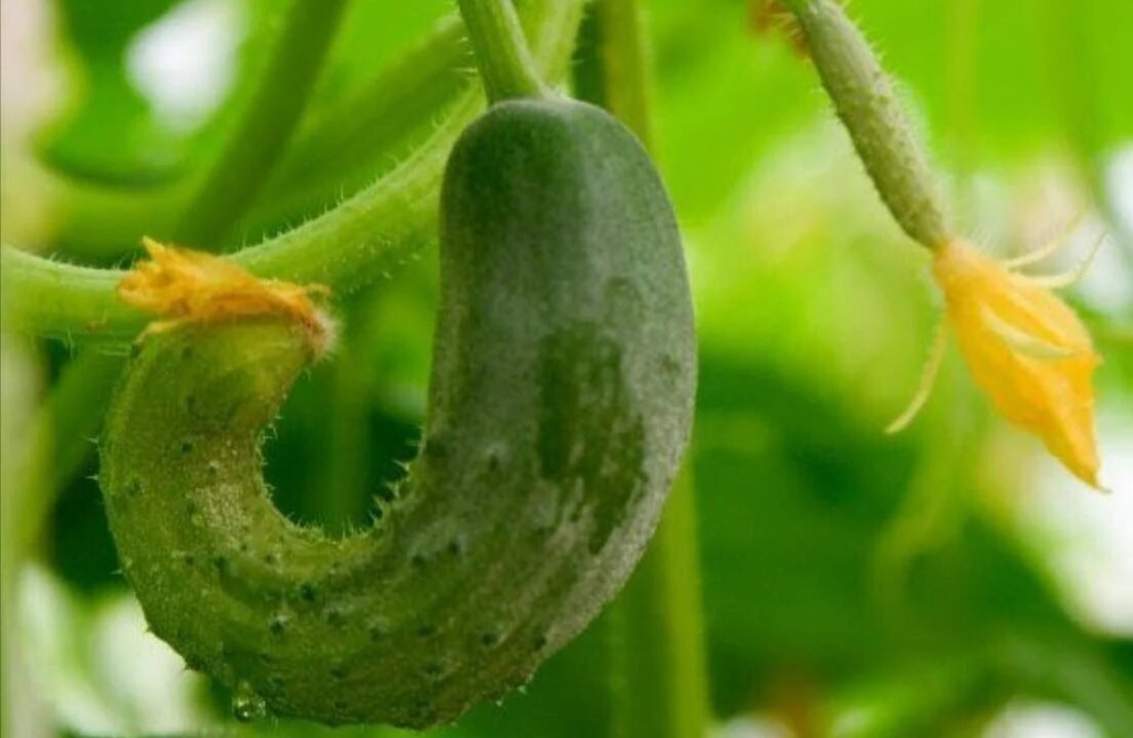 Почему не растут огурцы? - моя дача - информационный сайт для дачников, садоводов и огородников
