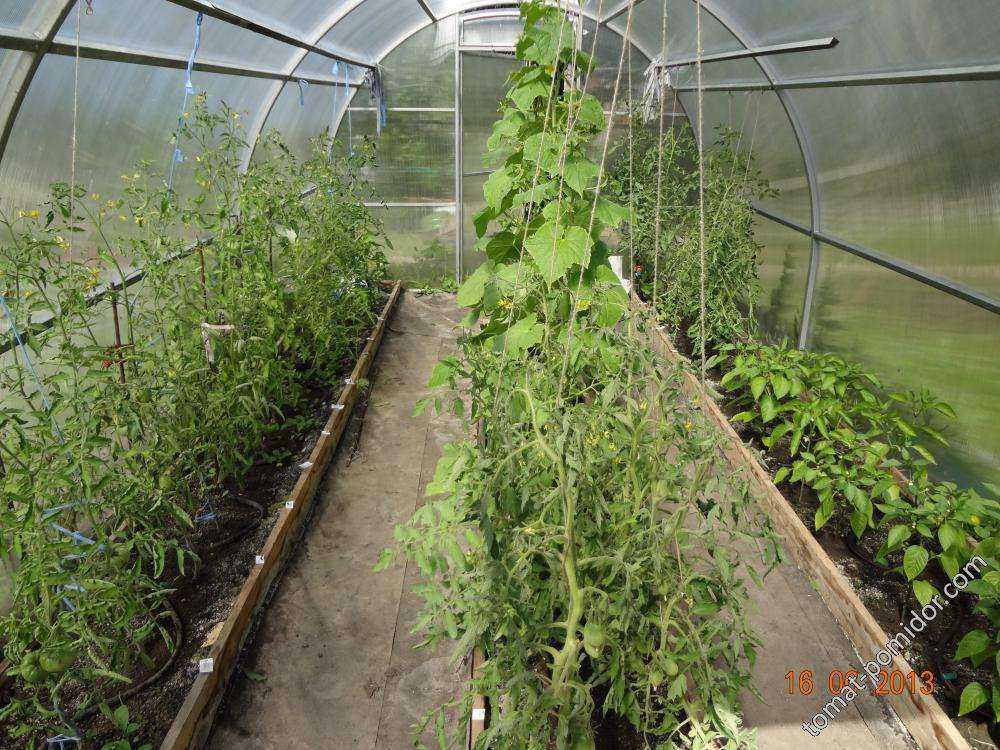 Перец и баклажаны в теплице – вместе с огурцами и помидорами. выращивание перца и баклажанов в теплице