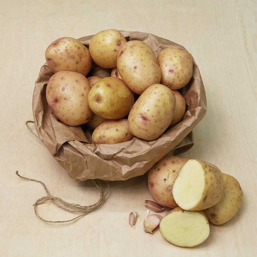 Картофель семенной Синеглазка