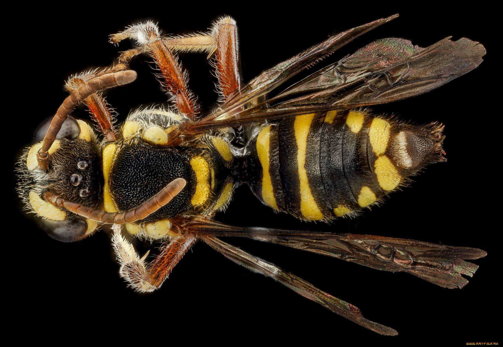 Что делать с укусом осы, пчелы, шершня или шмеля