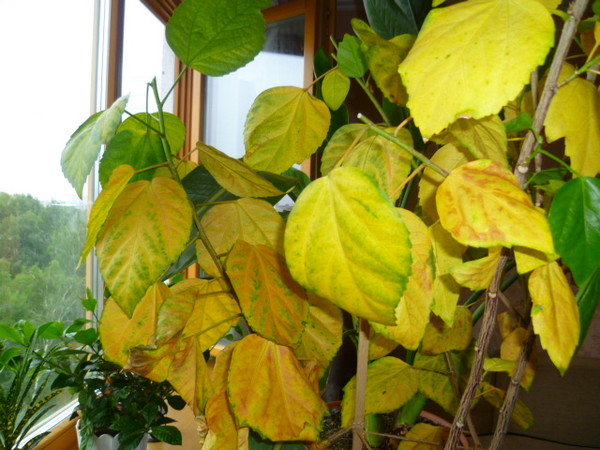 Почему у гибискуса комнатного желтеют листья?