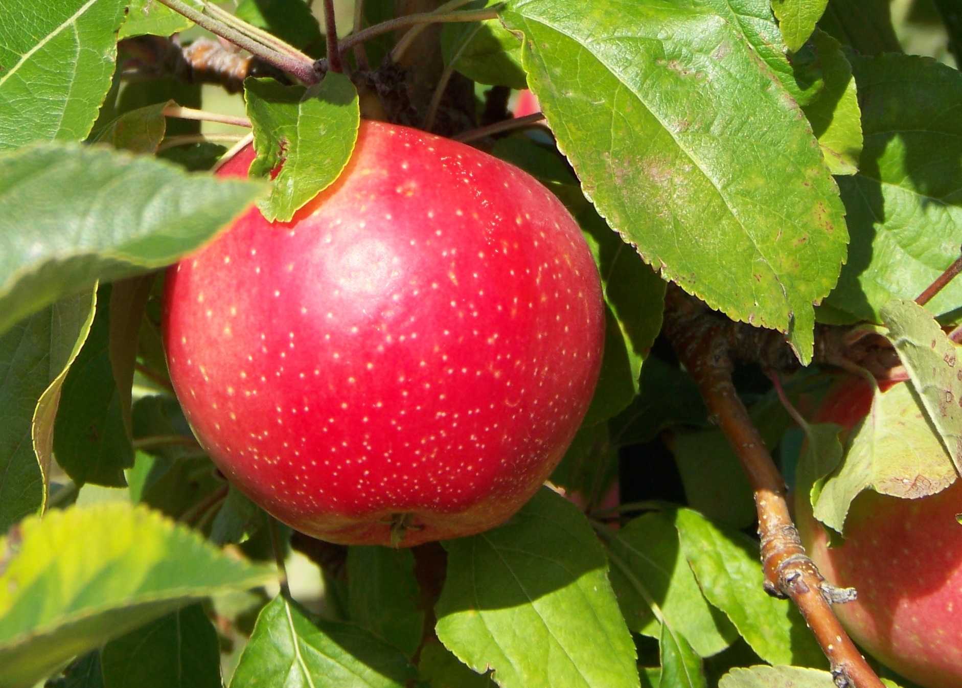 Огуречная шафрановая яблоня