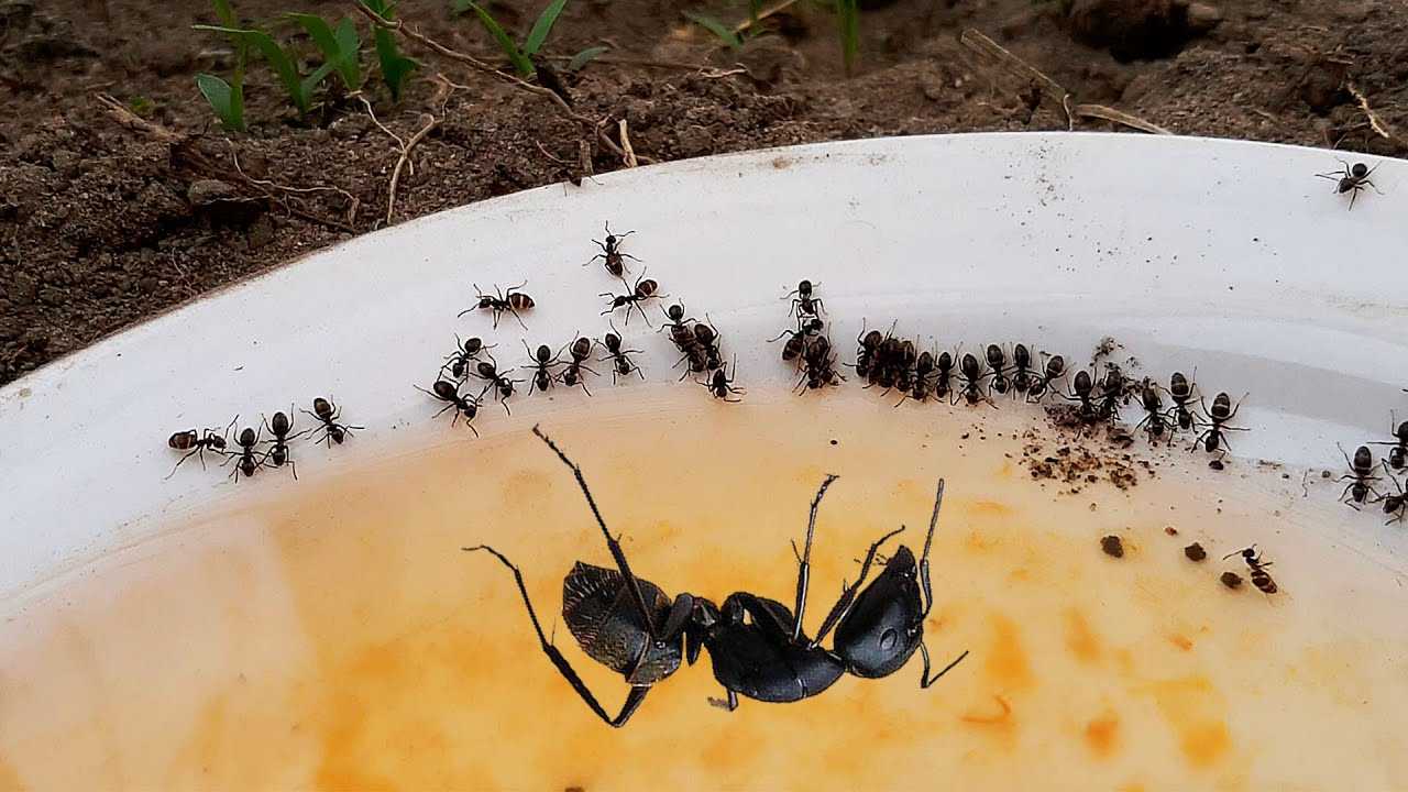 Летающие муравьи в доме. Муравьи в огороде. Летучие муравьи на участке. Огромные муравьи в огороде. Муравьи в теплице.