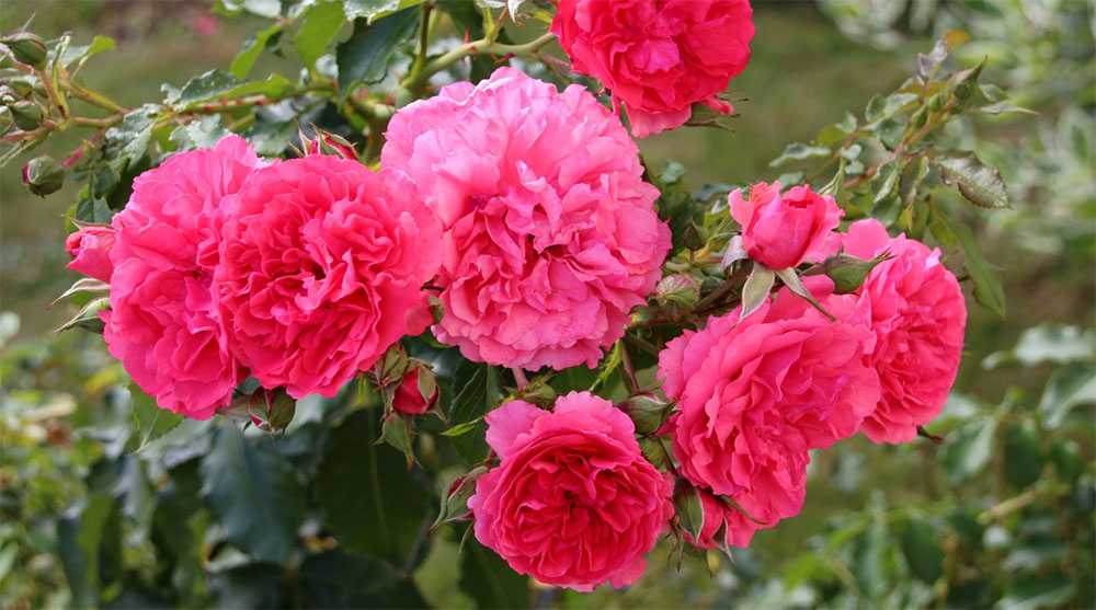 О розах клаймингах (плетистые, чайно гибридные розы): Пауль Скарлет, Крайслер