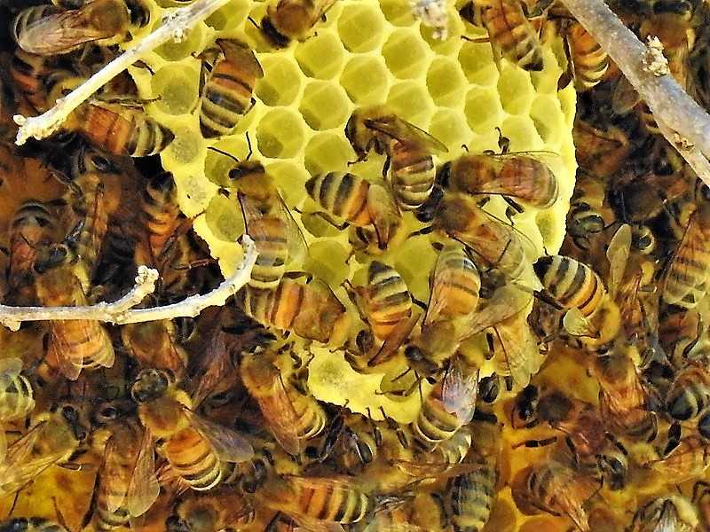 Как отличить от подделки натуральный башкирский мед