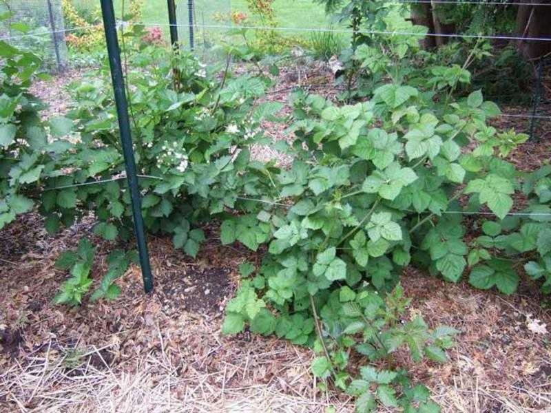 Садовая ежевика: посадка и уход, фото, описание выращивания, полезные свойства и размножение