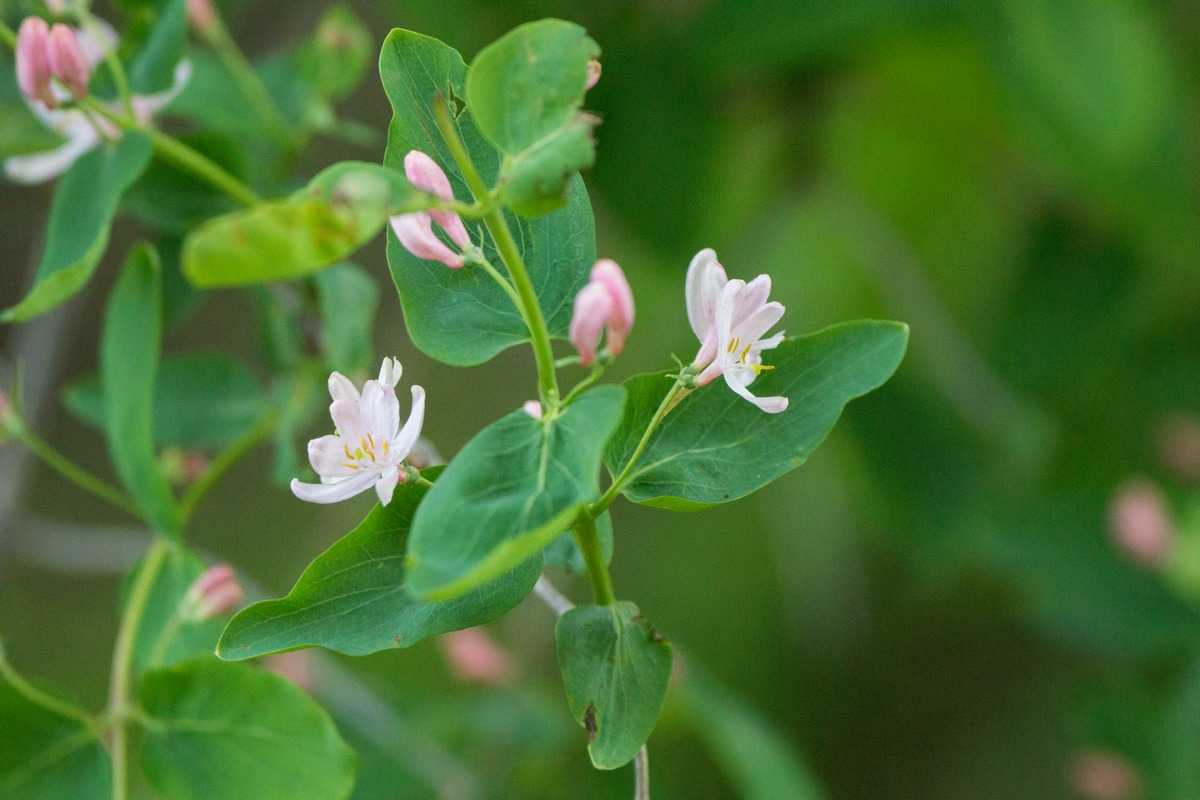 Жимолость Татарская grandiflora