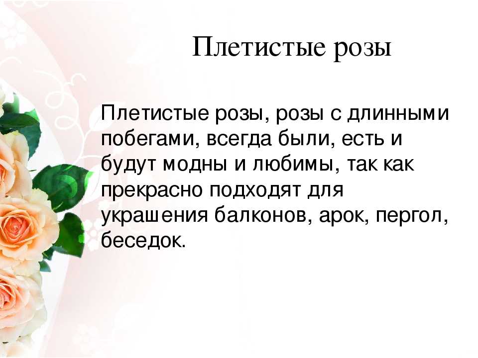 Сорта роз с описаниями, названиями и фото
