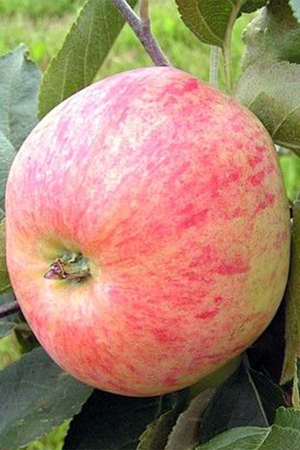 Сорта яблони ауксис фото и описание сорта