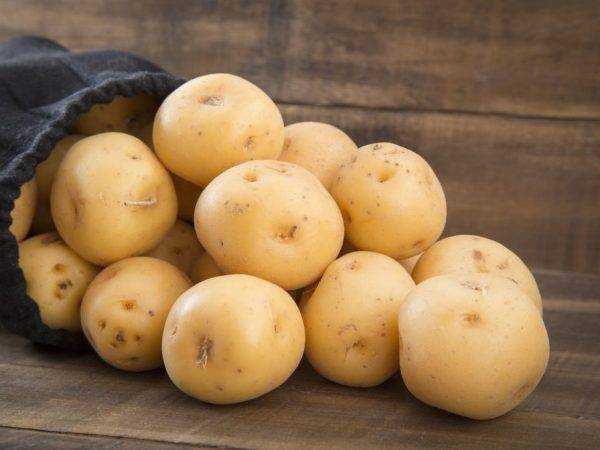 Сорт картофеля «вега» – описание и фото
