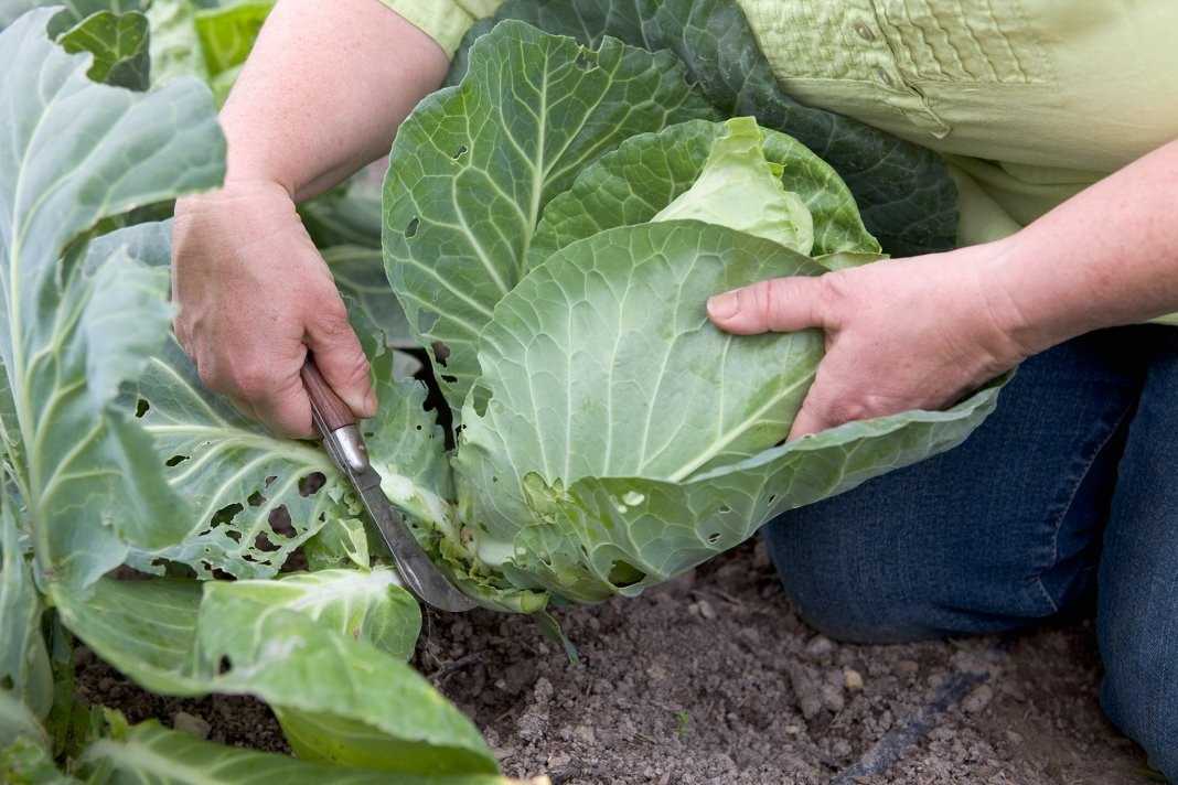 Как вырастить капусту в открытом грунте