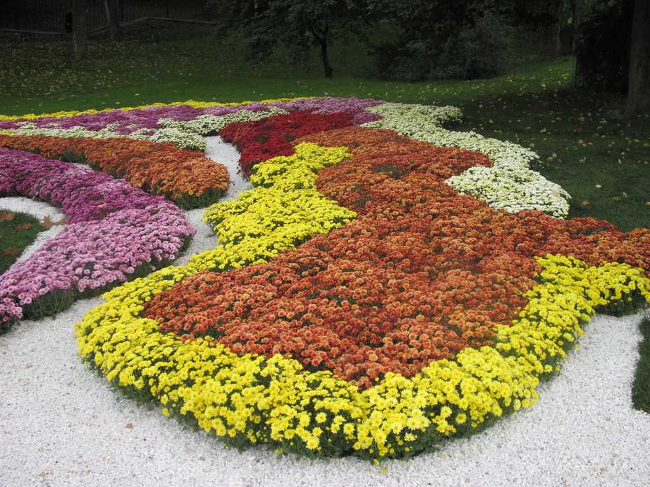 Цветущие почвопокровные растения для сада: названия и фото популярных