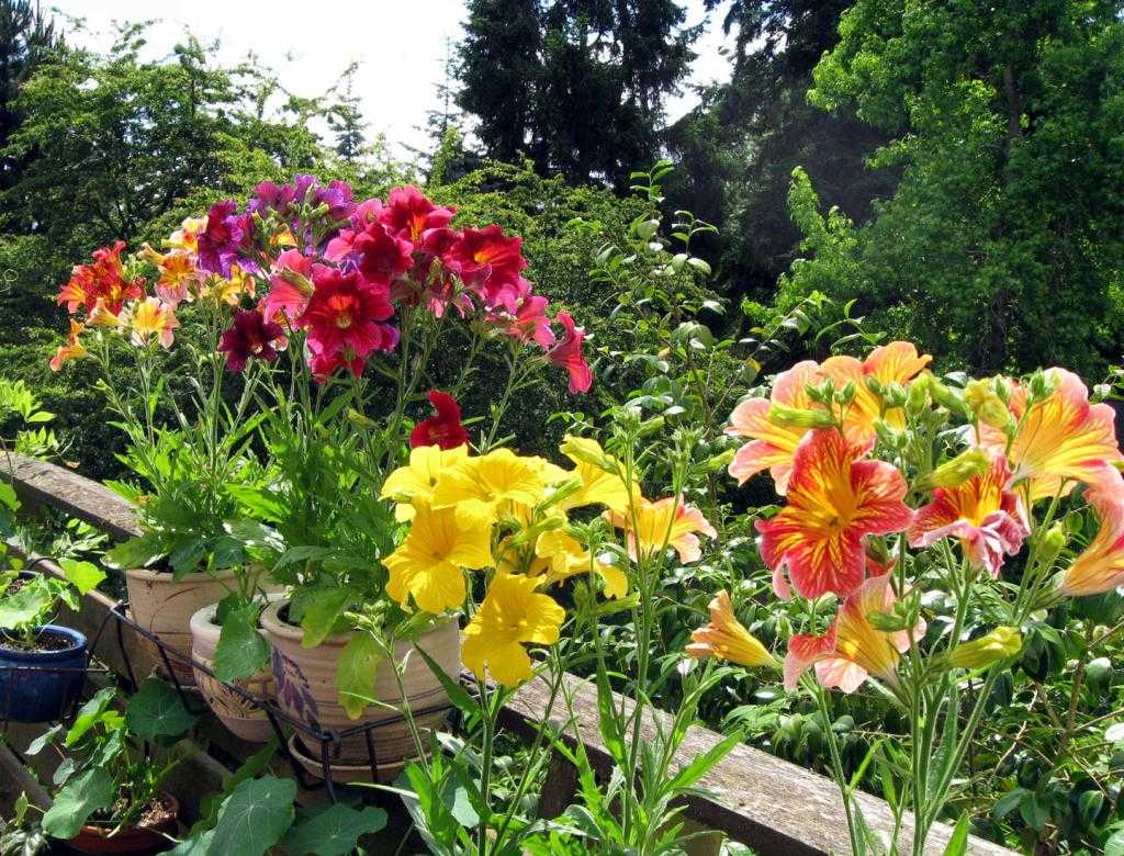 Роскошный садовый цветок сальпиглоссис: выращивание из семян, когда сажать на рассаду и в открытый грунт, как ухаживать за растением