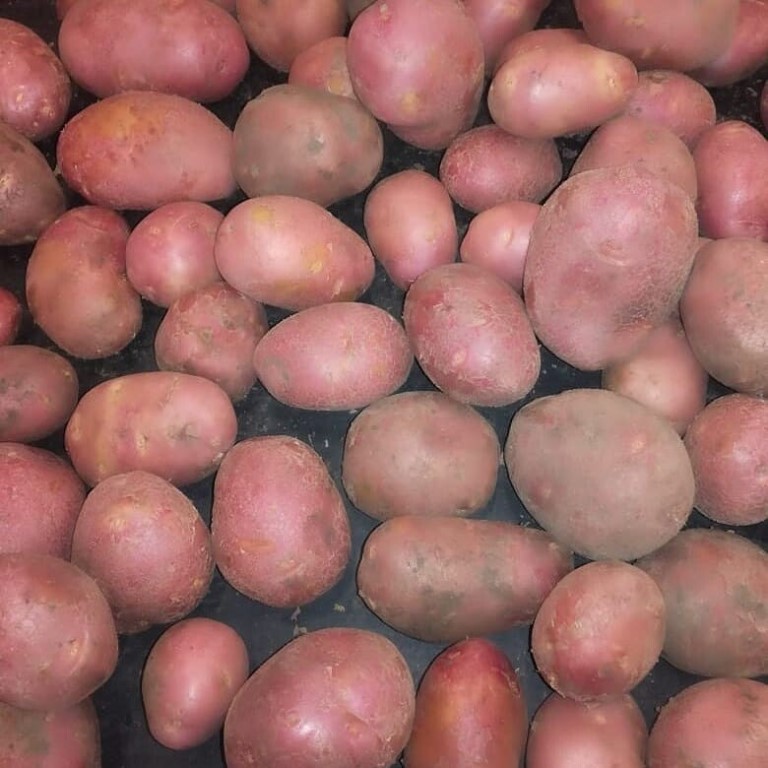 Картофель "романо" - описание сорта, фото, подробная характеристика семенной картошки