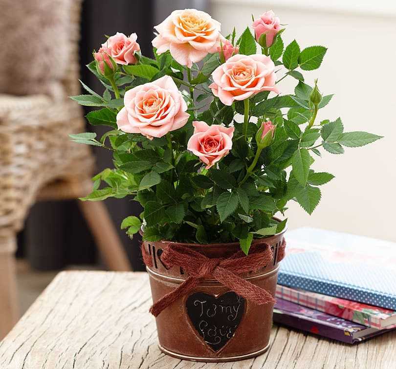Как не допустить гибель цветка и оживить розу в домашних условиях? руководство по срочной реанимации
