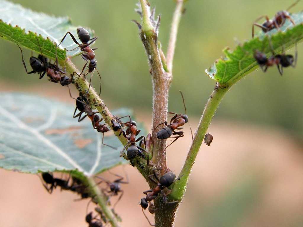 Нашатырный спирт от муравьев: где и как можно применять народное средство?