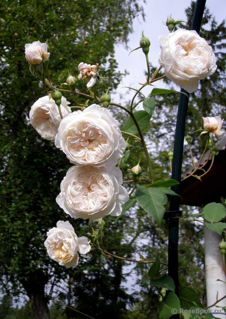 Роза олбрайтон рамблер