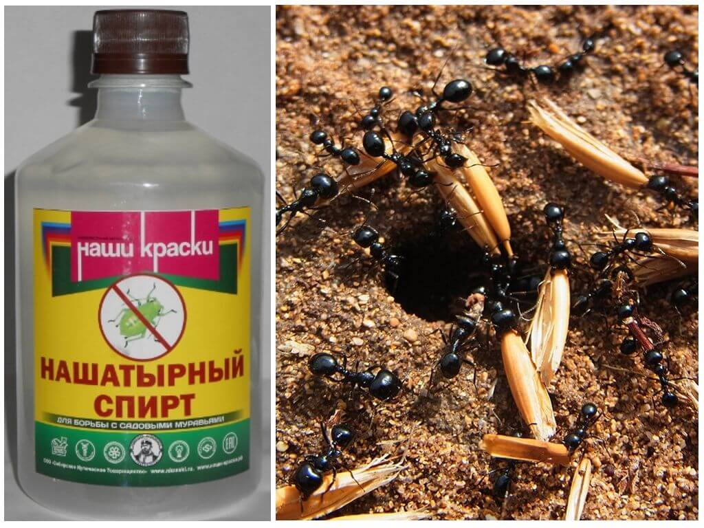 Как бороться с муравьями народными средствами