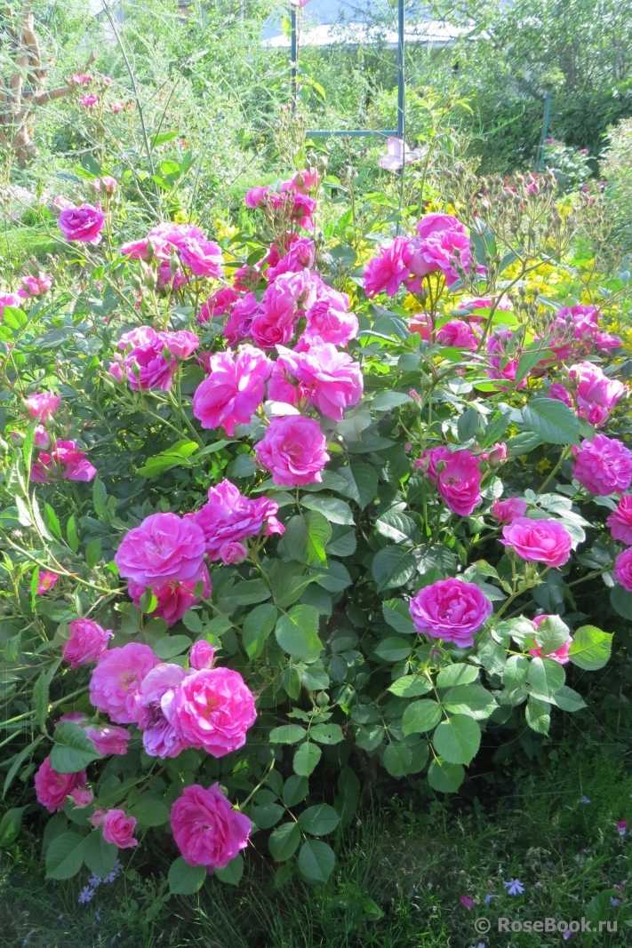 Канадские розы: фото сортов, морозостойкость селекции