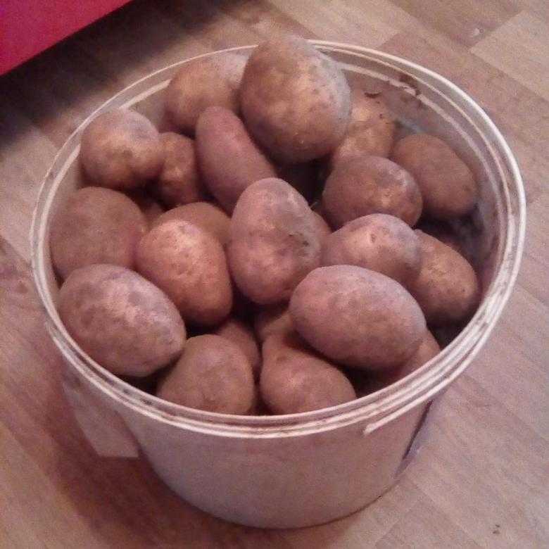 Сорт картофеля «голландка»: характеристика, описание, урожайность, отзывы и фото