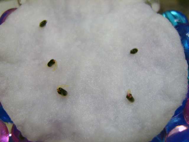 Нужно ли замачивать обработанные семена. Семена на ватном диске. Замоченные семена базилика. Закаливание семян в снегу. Замачивание семян базилика.