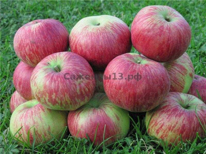 Особенности выращивания и правила ухода за сортом яблони приземлённое