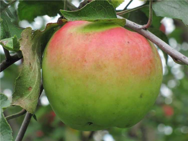 Успешный сорт яблони богатырь: характеристика и фото
