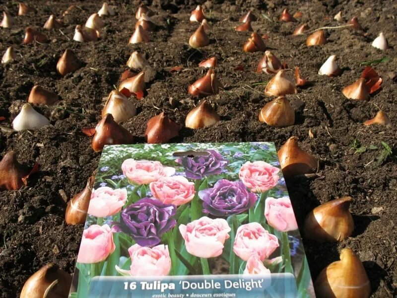 Тюльпаны. выращивание от а до я