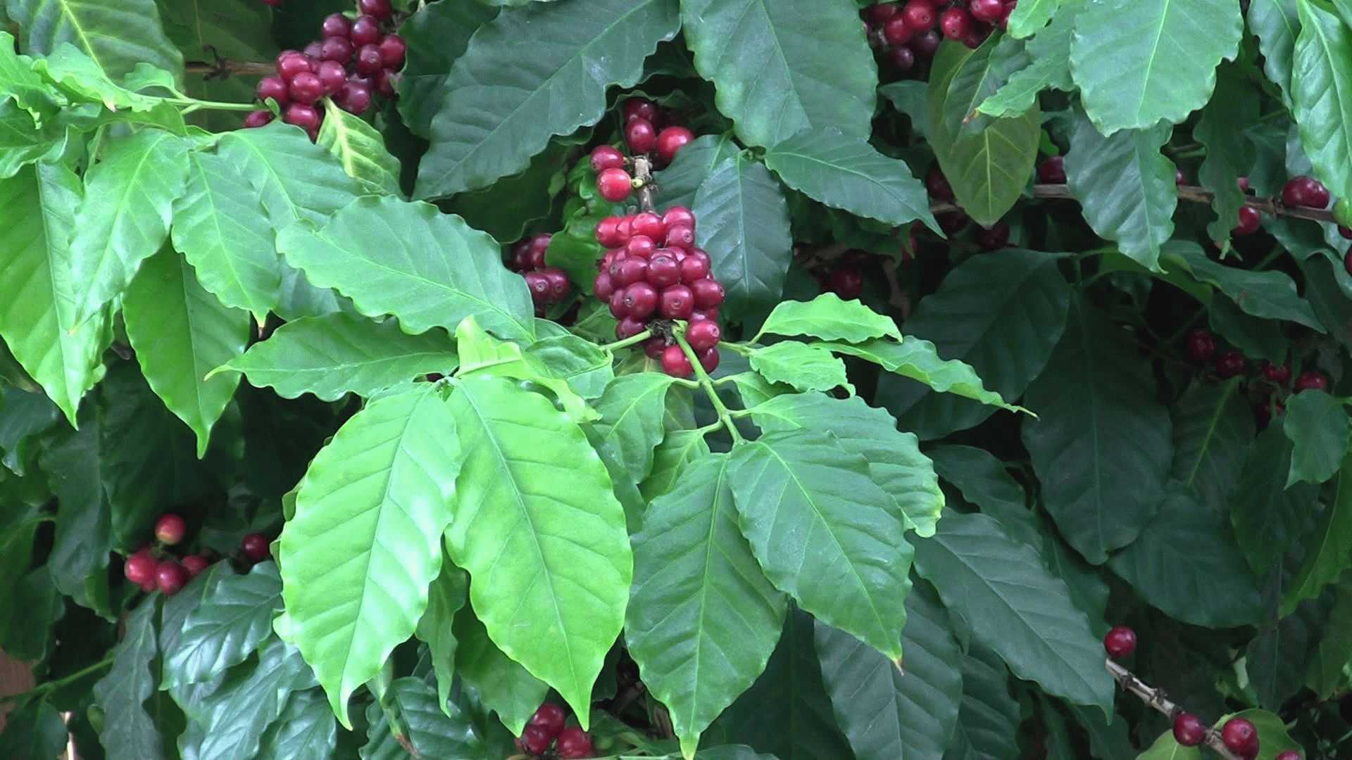 Кофейное дерево (Coffea)