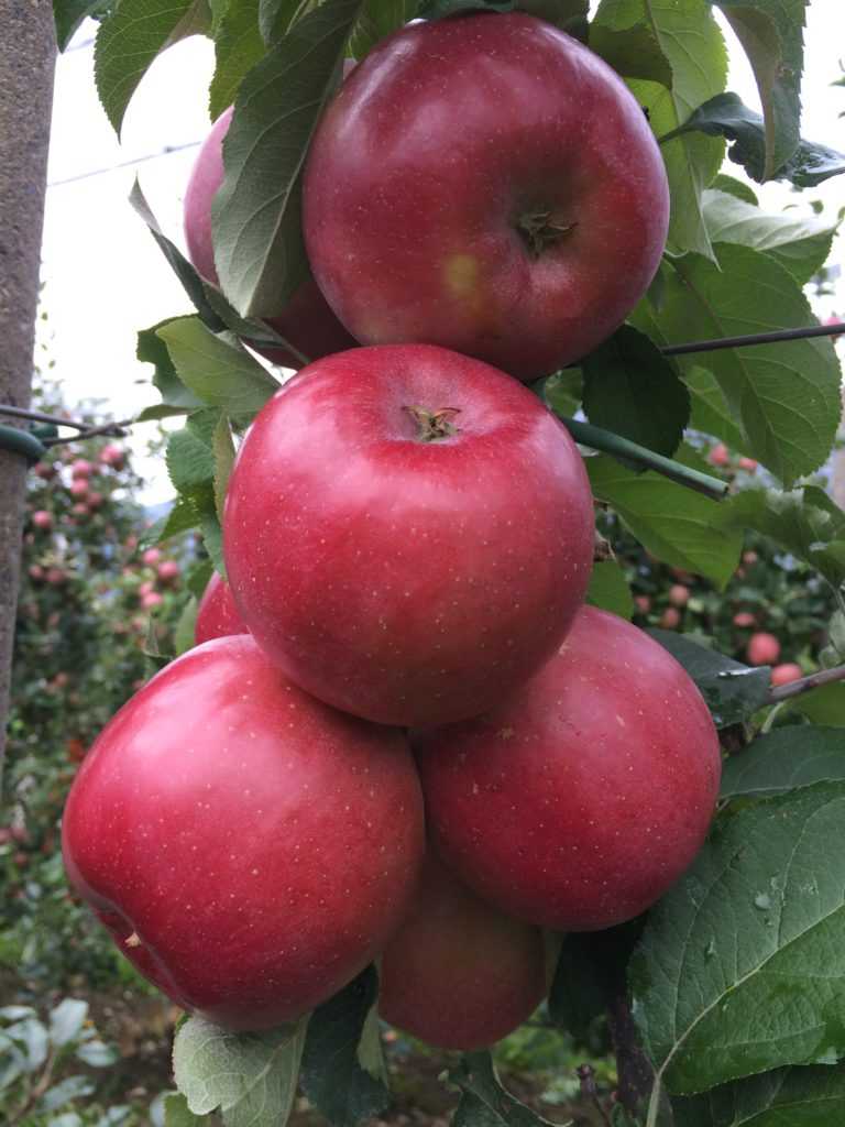 Яблоня фуджи: фото, описание, выращивание