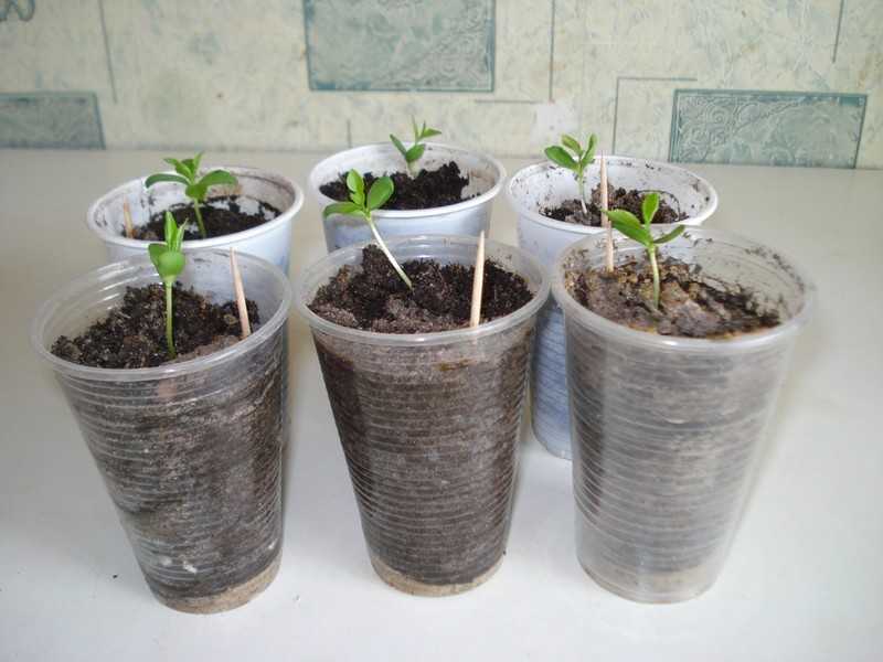Как посадить топинамбур весной: где и по какой схеме выращивать земляную грушу в открытом грунте на даче, а также правильная глубина заделки ее клубней и семян, уход