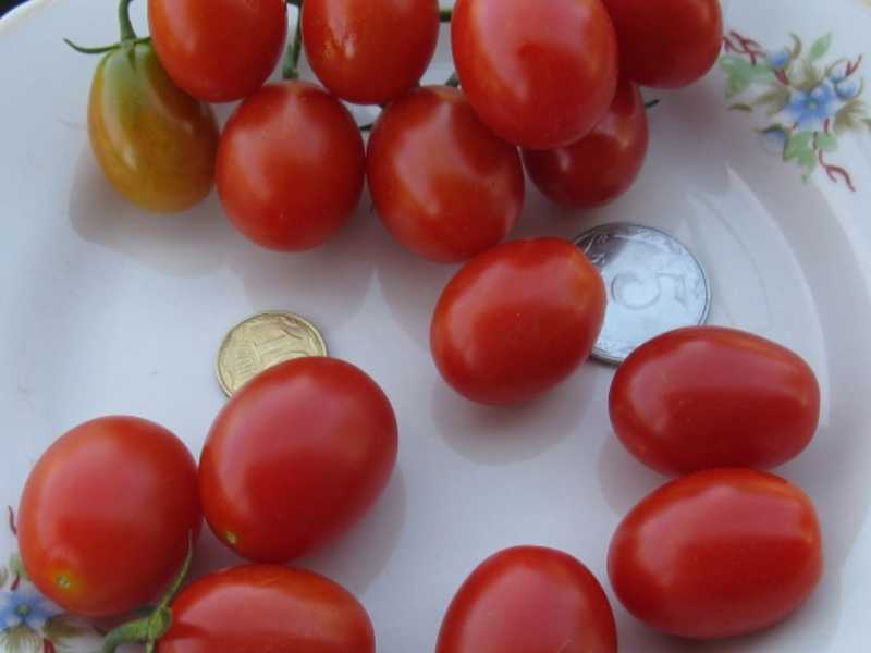 Детерминантный сорт томата «титан розовый»: описание, характеристика, посев на рассаду, подкормка, урожайность, фото, видео и самые распространенные болезни томатов