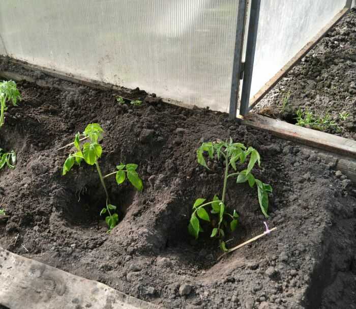 Рассада помидоров: высадка в теплицу, полив и подкормка. выращивание помидорной рассады в теплице