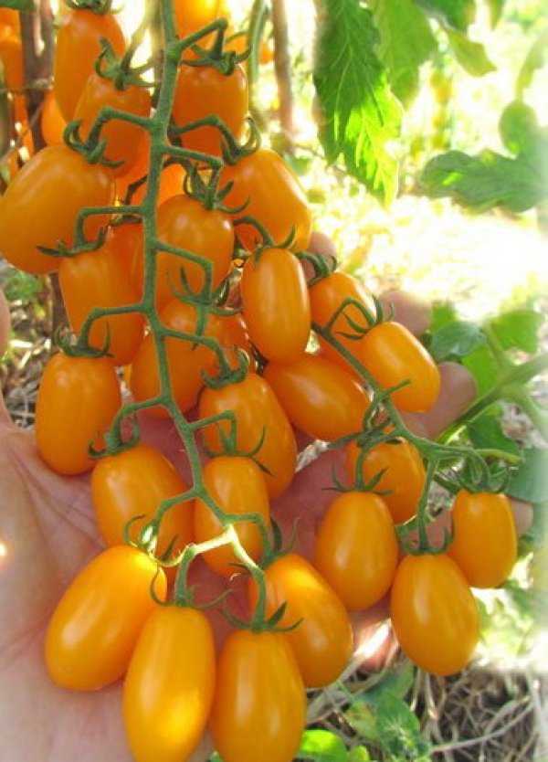 Томаты с желтыми и оранжевыми плодами: список лучших сортов — их описания и характеристики