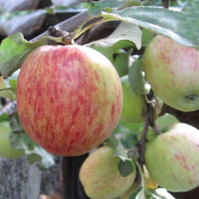 Яблоня гала – 8 особенностей и 10 советов по посадке и уходу