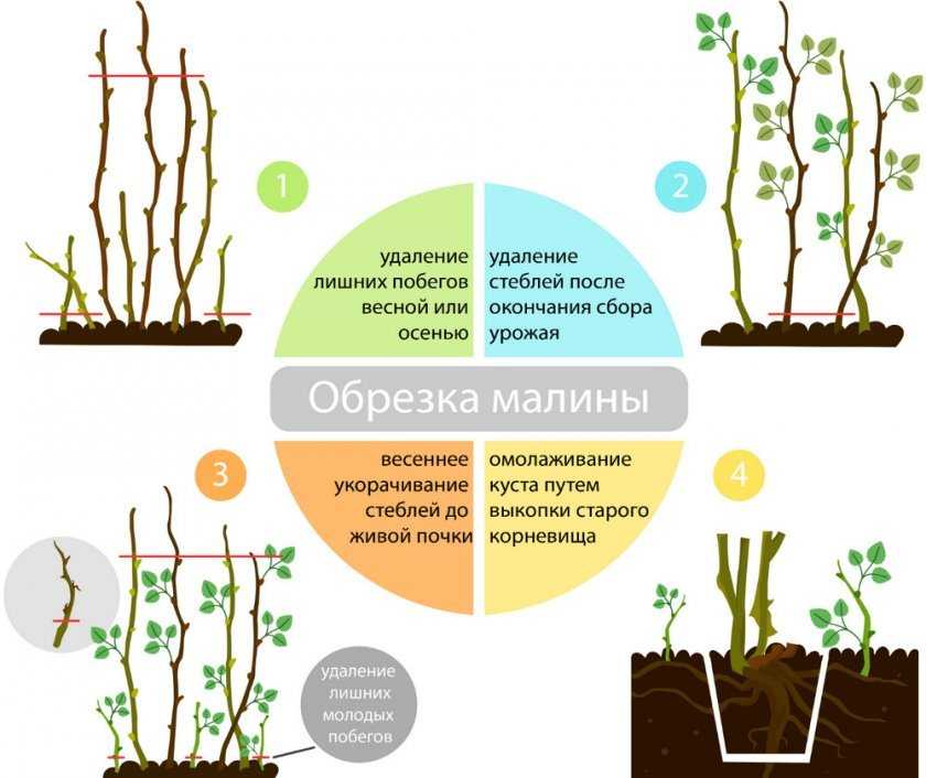 Схема прореживания малины