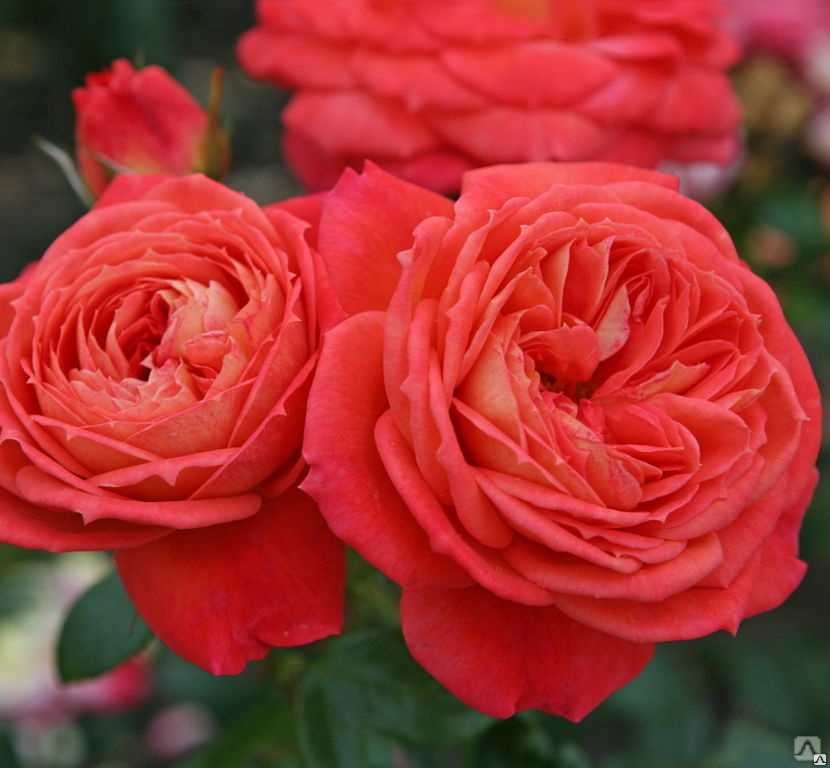 Непрерывно цветущие розы — самые красивые сорта