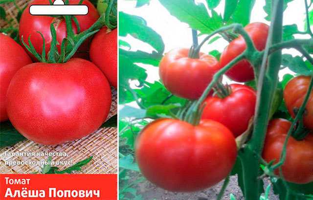 Алеша Попович: описание сорта томата, характеристики помидоров, посев