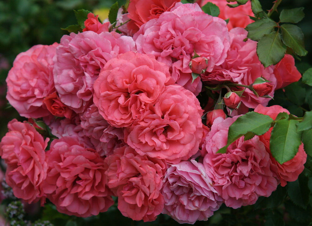 О розах клаймберах: описание сортов плетистой розы (голден и оранж)