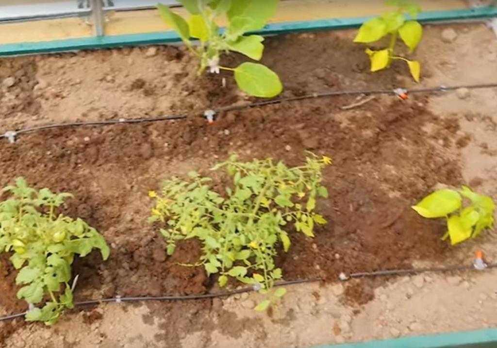 Можно ли вырастить базилик с томатами рядом в одной теплице или в открытом грунте? как это сделать правильно?
