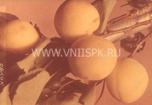 Особенности посадки и ухода за абрикосом академик