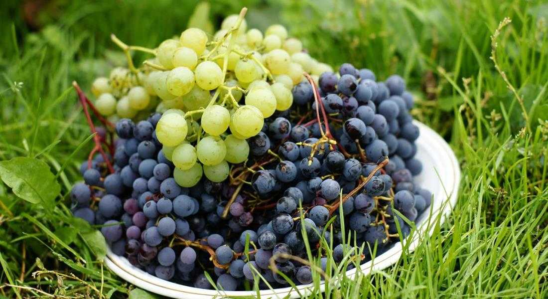 Посадка винограда весной – инструкция для новичка