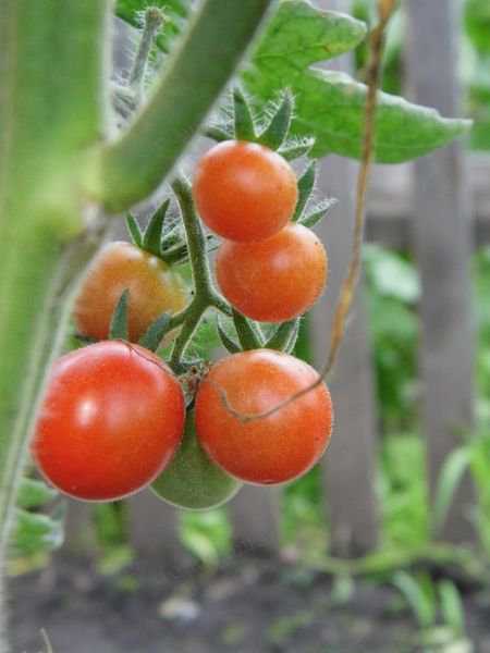 Томат "татьяна": описание и характеристики сорта, рекомендации по выращиванию, фото плодов-помидоров