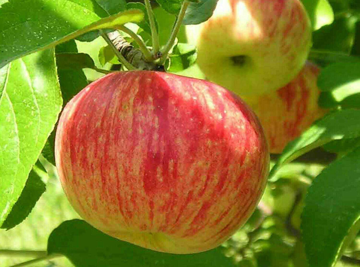 Сорт яблони штрейфлинг – неприхотливый долгожитель
