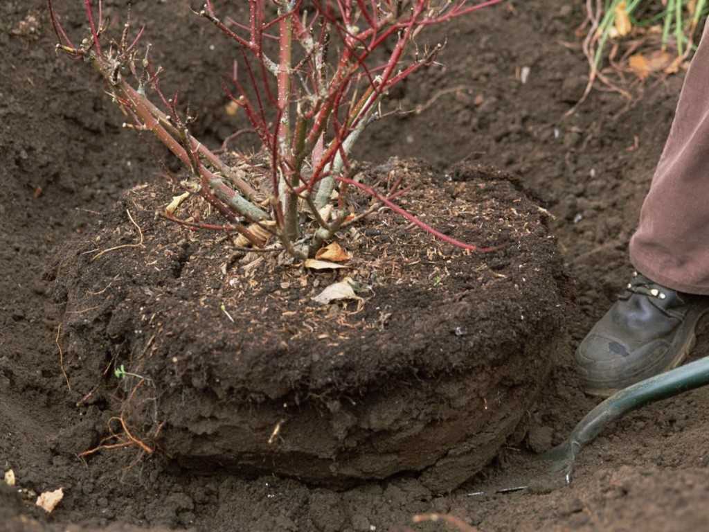 Посадка и уход за жасмином (27 фото): как рассадить кустарник? когда сажать? как пересадить? как вырастить из ветки? обрезка после цветения